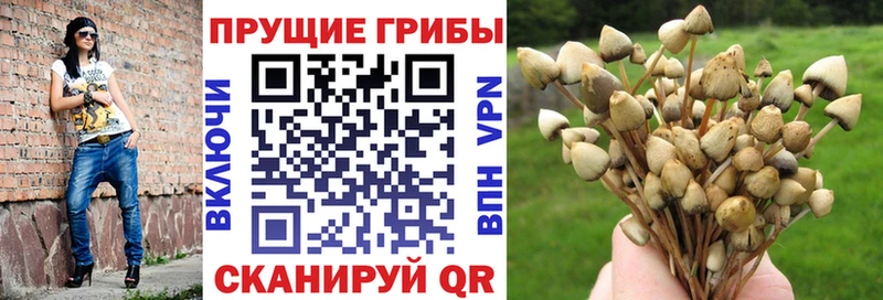 Псилоцибиновые грибы Psilocybe  Астрахань 